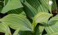 Lily of the valley Convallaria majalis Albostriata, striped leaf